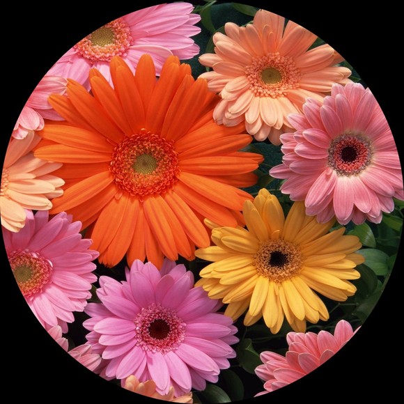 lejardin_
